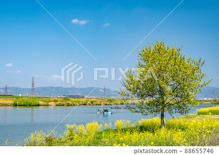 The riverbank of the Yodo River where Nanohana blooms The riverbank of the Yodo River where Nanohana blooms 88655746