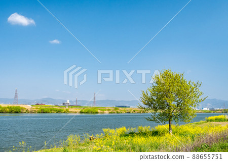 The riverbank of the Yodo River where Nanohana blooms 88655751