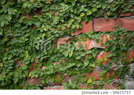 Background ivy and brick Background ivy and brick 88655757