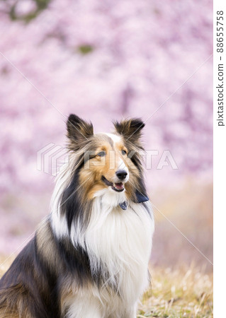 Sheltie, a dog sitting with cherry blossoms in the background Sheltie, a dog sitting with cherry blossoms in the background 88655758