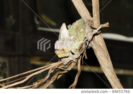 Eboshi chameleon 88655768