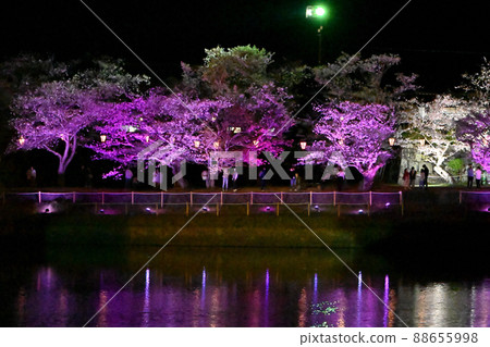 岩國市錦帶橋和櫻花的夜景 88655998