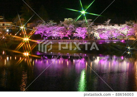 岩國市錦帶橋和櫻花的夜景 88656003