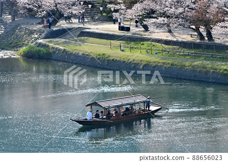 岩國市錦帶橋和櫻花 88656023