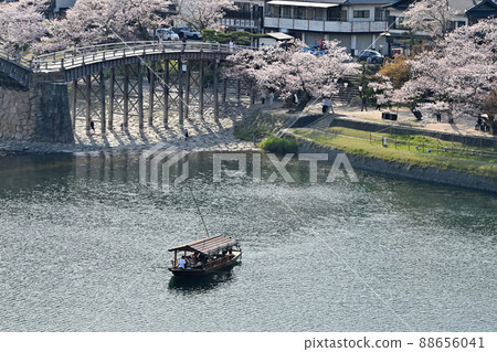 岩國市錦帶橋和櫻花 岩國市錦帶橋和櫻花 88656041