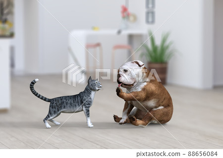 一隻可愛的坐著的鬥牛犬迎接一隻接近的貓 88656084