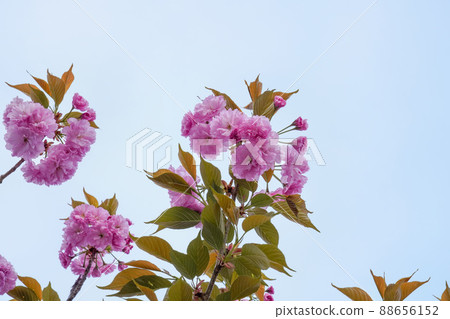 Beautiful double cherry blossoms, double cherry blossoms in full bloom Beautiful double cherry blossoms, double cherry blossoms in full bloom 88656152