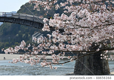 岩國市錦帶橋和櫻花 88656168