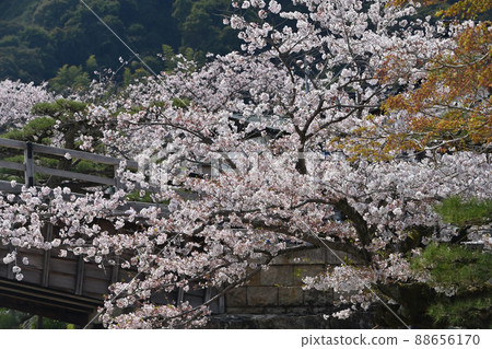 岩國市錦帶橋和櫻花 岩國市錦帶橋和櫻花 88656170