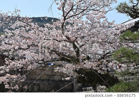岩國市錦帶橋和櫻花 岩國市錦帶橋和櫻花 88656175