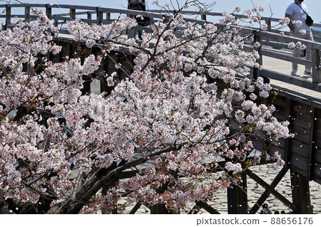 岩國市錦帶橋和櫻花 岩國市錦帶橋和櫻花 88656176