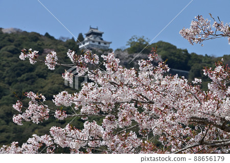 岩國市錦帶橋和櫻花 岩國市錦帶橋和櫻花 88656179