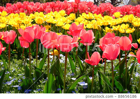 粉紅色 黃色 紅色 精美內襯鬱金香 (1) 88656186