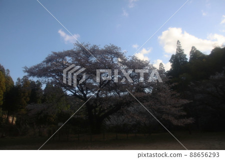 天然紀念物久保山的野櫻 天然紀念物久保山的野櫻 88656293