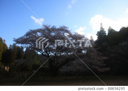 天然紀念物久保山的野櫻 天然紀念物久保山的野櫻 88656295