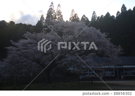 天然紀念物久保山的野櫻 天然紀念物久保山的野櫻 88656302