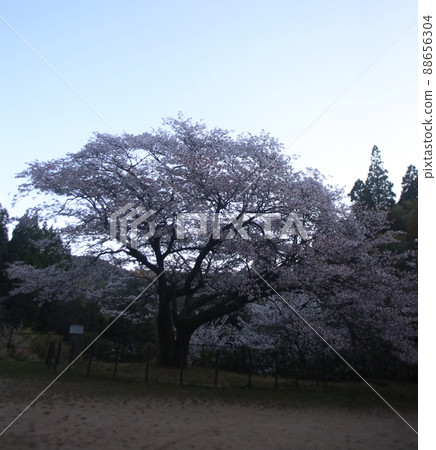天然紀念物久保山的野櫻 天然紀念物久保山的野櫻 88656304
