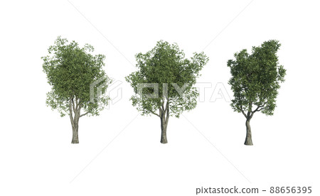 透明橄欖樹 88656395