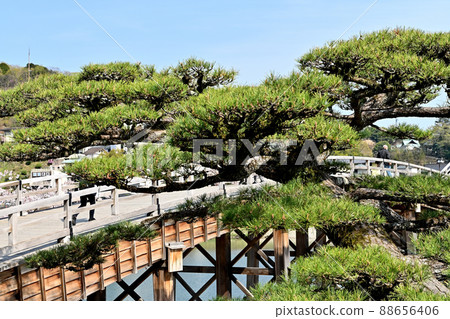 金帶橋、岩國市和八里越松 88656406