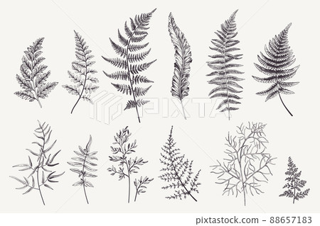 Set with fern leaves 88657183