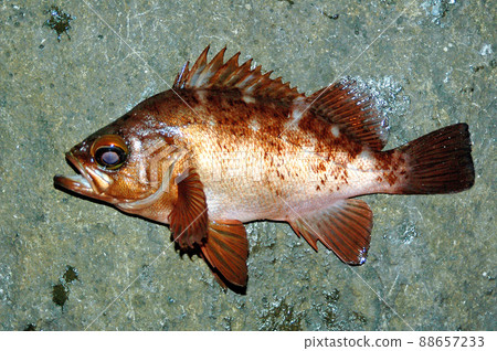 岩石海岸釣魚捕獲的岩石岩魚 88657233