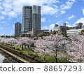 Cherry Blossoms	 88657293