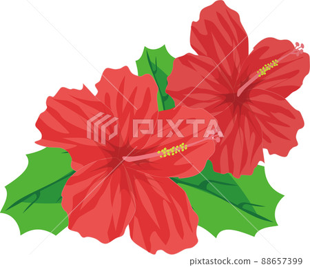 Hibiscus flowers 88657399