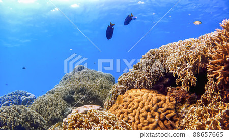 Underwater photograph of Okinawa Tokashikijima Underwater photograph of Okinawa Tokashikijima 88657665