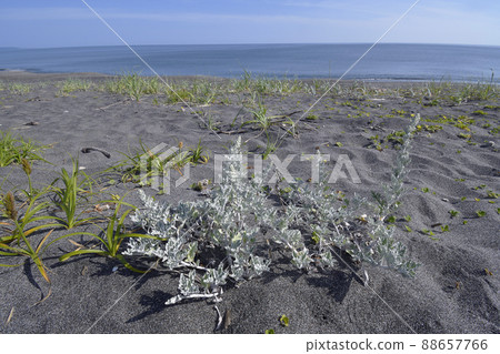 Artemisia stelleriana (北海道小清水町) 88657766