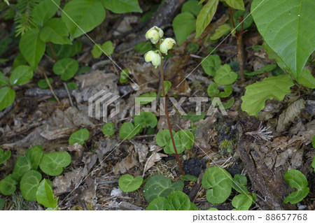 Jinyouichiyakuso（北海道知床） 88657768