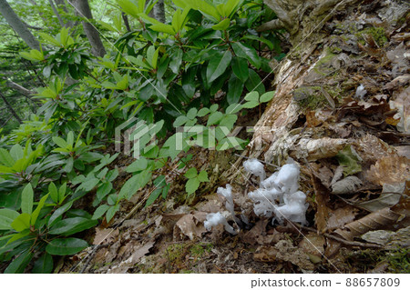 Forest Ginryoso (Hokkaido, Shiretoko) 88657809