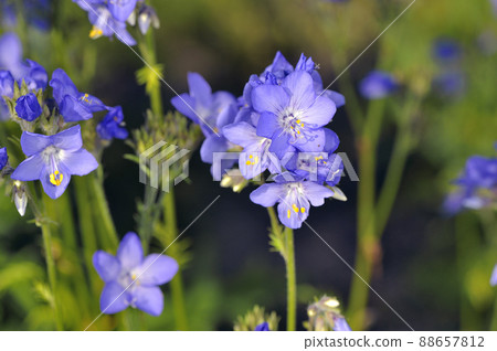 釧路花信（北海道鶴居村） 88657812