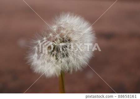 Dandelion 88658161