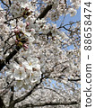 Cherry blossoms are in full bloom 88658474