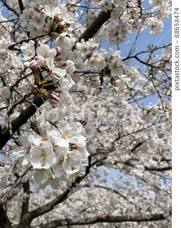 Cherry blossoms are in full bloom 88658474