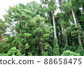 Forest 88658475