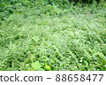 Weed 88658477