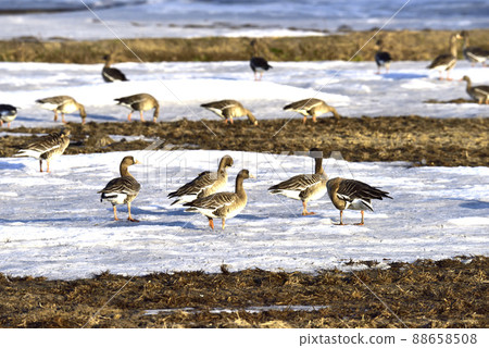 A flock of white-fronted geese gathering in a thaw field A flock of white-fronted geese gathering in a thaw field 88658508