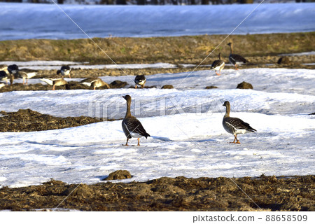A flock of white-fronted geese gathering in a thaw field A flock of white-fronted geese gathering in a thaw field 88658509