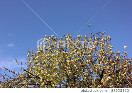 Ukon cherry blossoms in full bloom along the Myoshoji River (6) 88658520
