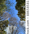 I took a picture of the trees from below at the camp 88658581
