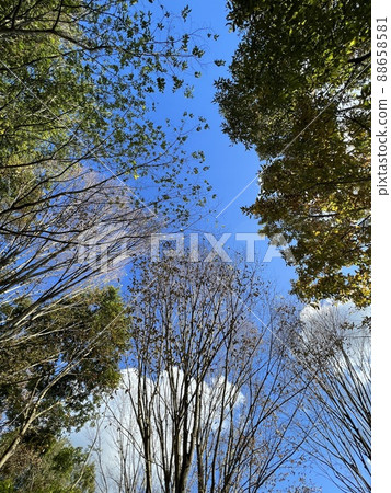 I took a picture of the trees from below at the camp 88658581