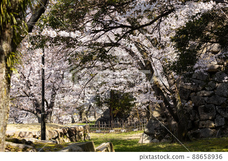 EOSRP.廣島市櫻花門。 88658936