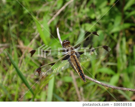 Libellula angelina 生活在濕地 Libellula angelina 生活在濕地 88658938