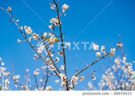 Spring white-eye branches and white-eye 88659423