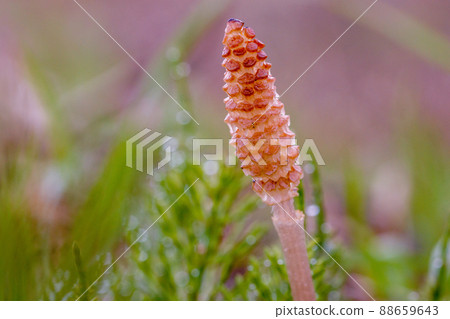 Horsetail spring 88659643