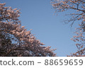 Cherry blossoms and airplane 88659659
