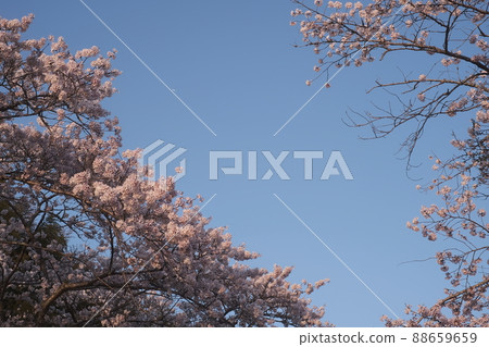Cherry blossoms and airplane Cherry blossoms and airplane 88659659