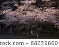 Cherry blossoms at dusk 88659660