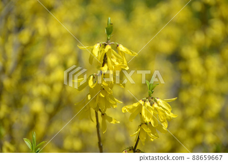 連翹花圖案 88659667